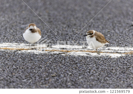 White plover standing in a parking lot White plover standing in a parking lot 121569579