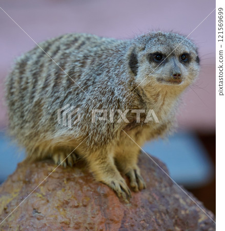 An adult meerkat walks outdoors 121569699