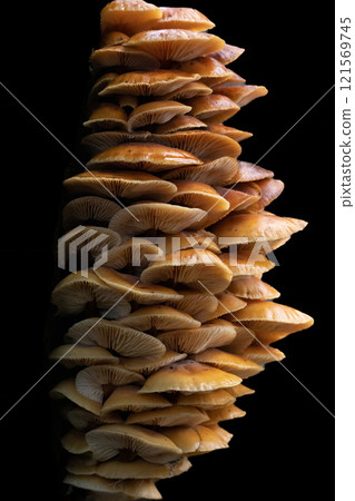 Edible mushrooms Flammulina velutipes known as Enokitake Golden Needle mushroom 121569745