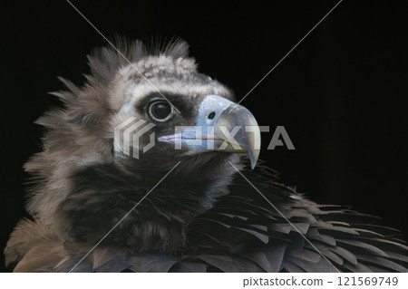 Cinereous (Eurasian Black) Vulture (Aegypius monachus) 121569749