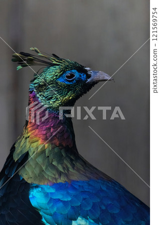 A Close up of a beautiful Himalayan Monal 121569754