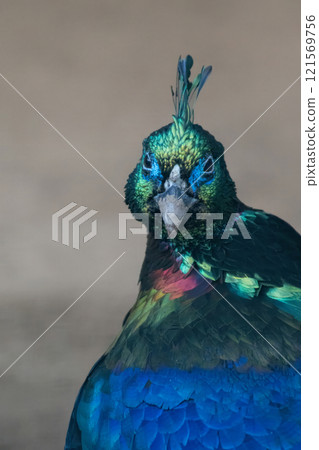 A Close up of a beautiful Himalayan Monal 121569756