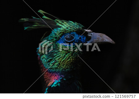 A Close up of a beautiful Himalayan Monal A Close up of a beautiful Himalayan Monal 121569757