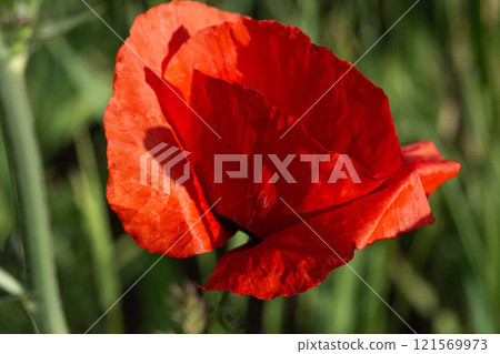 Single red poppy flower close-up on a blurred natural green background in the sunlight. Single red poppy flower close-up on a blurred natural green background in the sunlight. 121569973