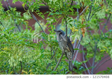 Bulbul Bulbul 121570408