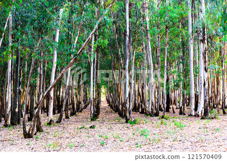 eucalyptus, field, forest 121570409