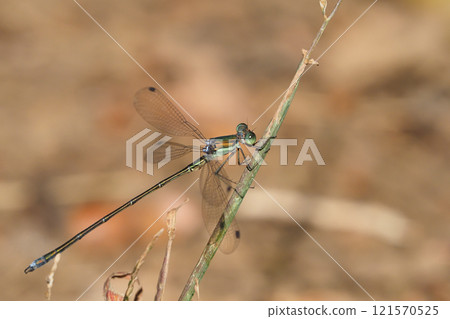 Blueberry moss (male) Blueberry moss (male) 121570525