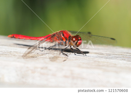 Late autumn sympetrum darwin (male) Late autumn sympetrum darwin (male) 121570608