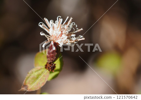 Flower of Koyabuki 121570642