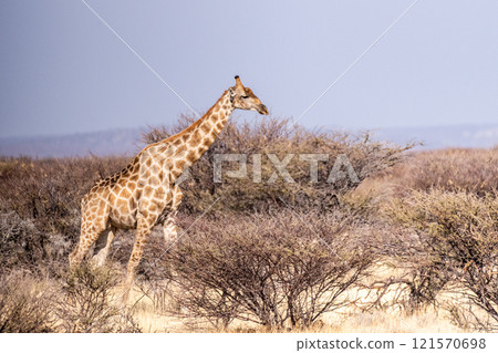 Giraffes in Etosha 121570698