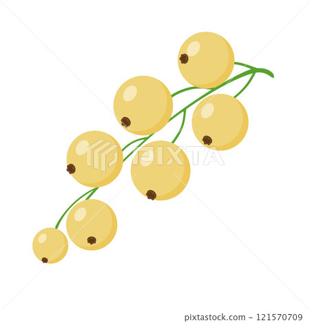 Bunche of White Currant Berries. Hand drawn Trendy flat style isolated illustration Berry for Jam 121570709