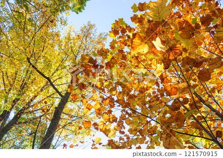 Late autumn Late autumn 121570915