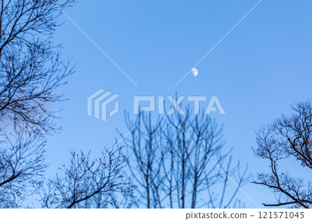 Late autumn 121571045