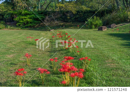 紅蜘蛛百合與岩石盛開的合作場景 121571248