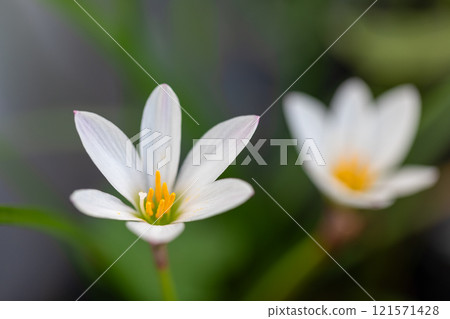 October flower pattern 121571428