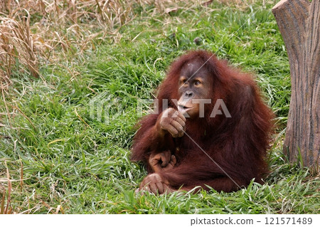 Orangutan sitting with hand on lips 121571489