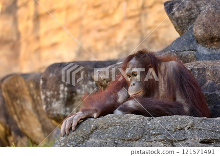 Orangutan sitting on a rock and staring 121571491