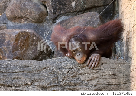 Orangutan leans forward and stares Orangutan leans forward and stares 121571492