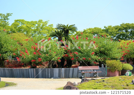 充滿活力的美國 Deigo 花 121571520