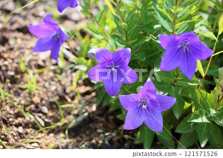 秋季七種草藥：風鈴草花 121571526