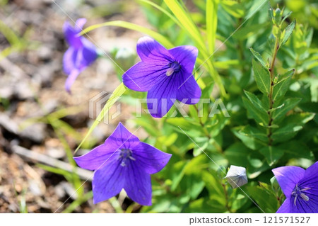 秋季七種草藥：風鈴草花 121571527