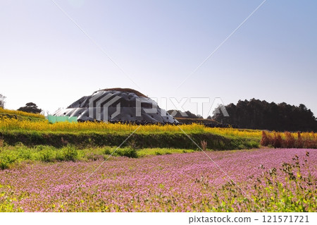 油菜田裡看到的廢墟 油菜田裡看到的廢墟 121571721
