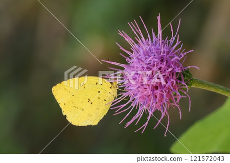 A northern edelweiss butterfly sucking nectar from a thistle flower A northern edelweiss butterfly sucking nectar from a thistle flower 121572043