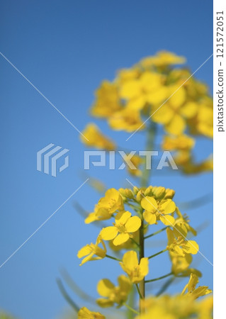 油菜花開在春天的田野裡 121572051