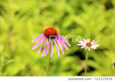 Cute Echinacea flower Cute Echinacea flower 121572059