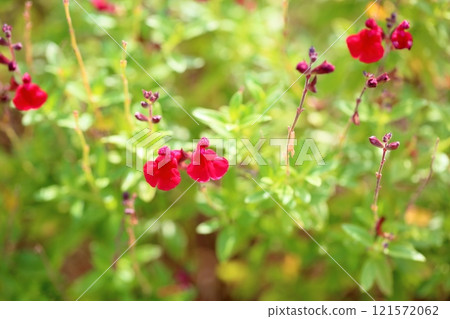 可愛的丹參花櫻桃鼠尾草 121572062