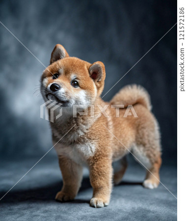 Commemorative photo of your dog 121572186
