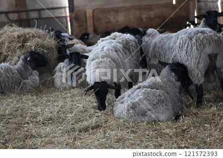 Scenery inside the sheepfold_sheep and cloud hill Scenery inside the sheepfold_sheep and cloud hill 121572393