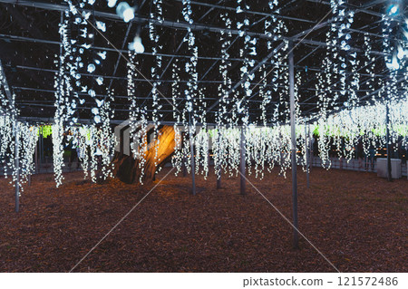 Wisteria flowers and illuminations Wisteria flowers and illuminations 121572486
