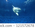 Sunfish 121572678