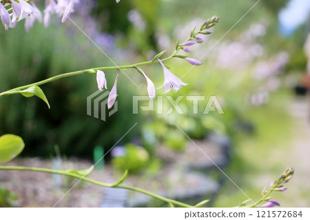 hosta flower hosta flower 121572684