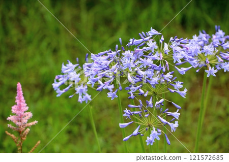 Refreshing agapanthus flowers 121572685