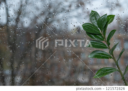 green leaves of zamioculcas near the window with raindrops on the glass green leaves of zamioculcas near the window with raindrops on the glass 121572826