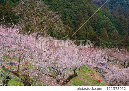 Photographing the Kanao Plum Grove in Gojo City, Nara Prefecture, where pale flowers bloom in the early spring sunlight. 121572932