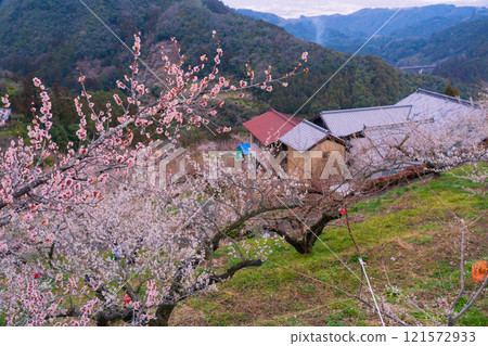 Photographing the Kanao Plum Grove in Gojo City, Nara Prefecture, where pale flowers bloom in the early spring sunlight. 121572933