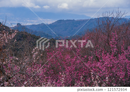 Photographing the Kanao Plum Grove in Gojo City, Nara Prefecture, where pale flowers bloom in the early spring sunlight. 121572934