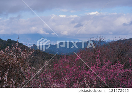 Photographing the Kanao Plum Grove in Gojo City, Nara Prefecture, where pale flowers bloom in the early spring sunlight. 121572935