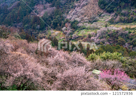Photographing the Kanao Plum Grove in Gojo City, Nara Prefecture, where pale flowers bloom in the early spring sunlight. 121572936
