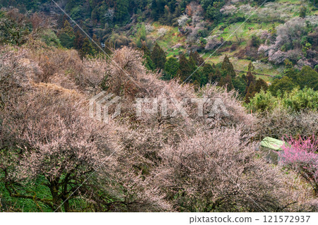 Photographing the Kanao Plum Grove in Gojo City, Nara Prefecture, where pale flowers bloom in the early spring sunlight. 121572937