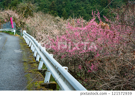 Photographing the Kanao Plum Grove in Gojo City, Nara Prefecture, where pale flowers bloom in the early spring sunlight. 121572939