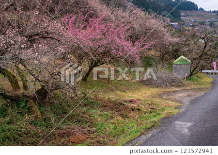 Photographing the Kanao Plum Grove in Gojo City, Nara Prefecture, where pale flowers bloom in the early spring sunlight. 121572941