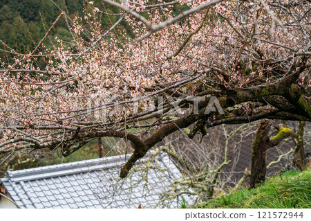 Photographing the Kanao Plum Grove in Gojo City, Nara Prefecture, where pale flowers bloom in the early spring sunlight. 121572944