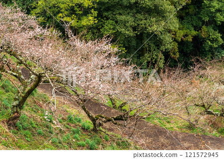 Photographing the Kanao Plum Grove in Gojo City, Nara Prefecture, where pale flowers bloom in the early spring sunlight. 121572945