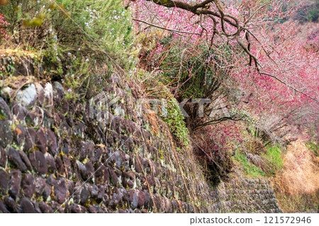 拍攝奈良縣五條市的金尾梅林,淺色的花朵在早春的陽光下綻放。 拍攝奈良縣五條市的金尾梅林,淺色的花朵在早春的陽光下綻放。 121572946