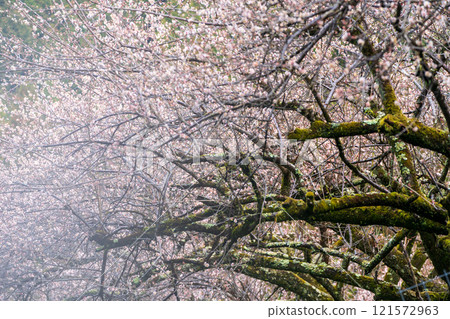 拍攝奈良縣五條市的金尾梅林，淺色的花朵在早春的陽光下綻放。 121572963