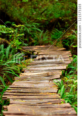 Cedar wood boardwalk in the rainforest among trees and bushes. 121573103